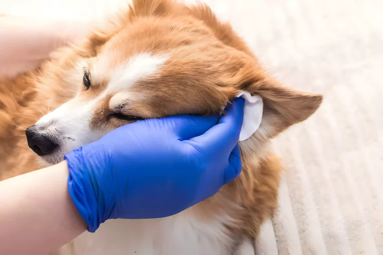 Dog Ear Cleaning Services