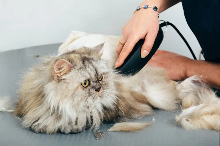 pet grooming Cheras