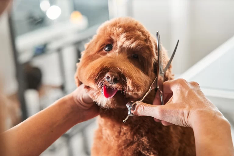 dog bath grooming Cheras