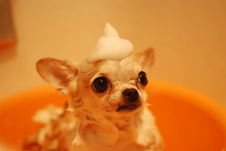 dog bath grooming Cheras