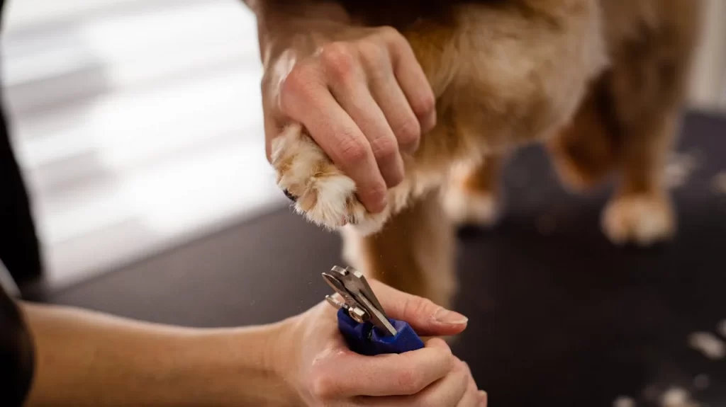 dog spa treatment Malaysia