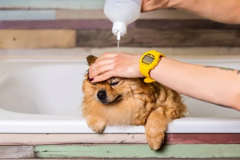 dog bath grooming Cheras