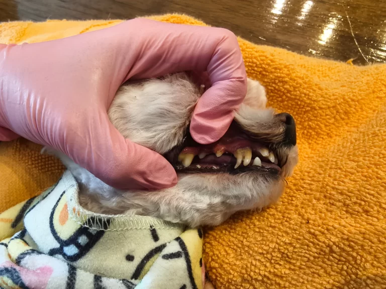 teeth brushing