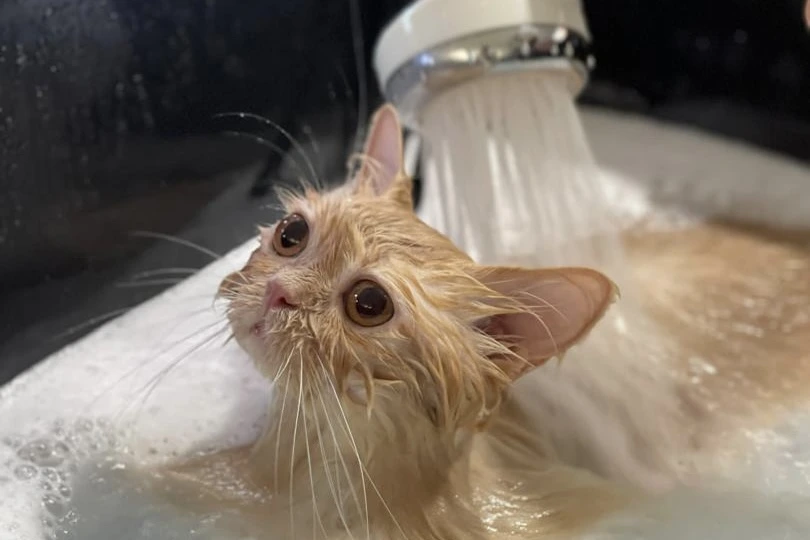 dog bath grooming Cheras