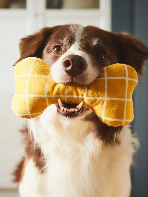 Smiling pet owner picking up dog from Hairy Home