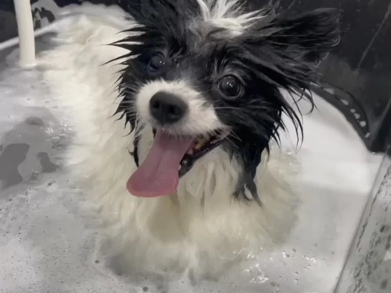 nano bubble spa