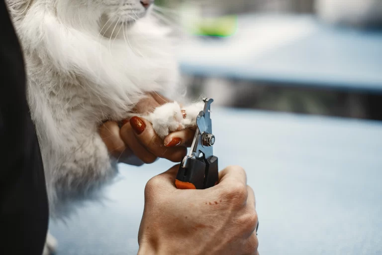 pet nail trim and haircut