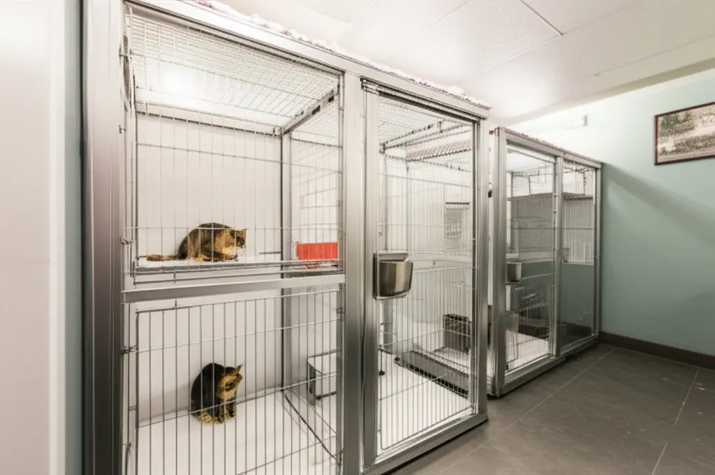 types of cat boarding in Malaysia