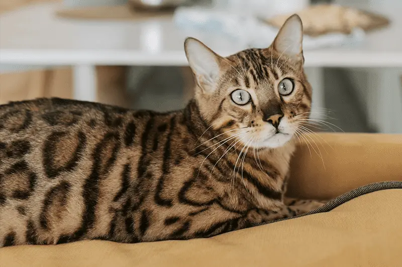 bengal_cat