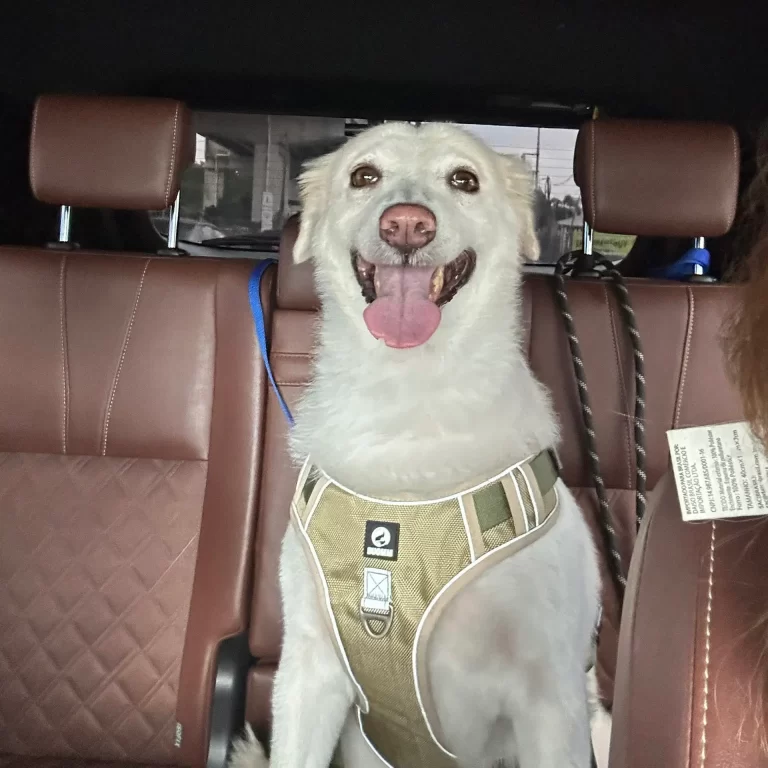 pet-pickup-service