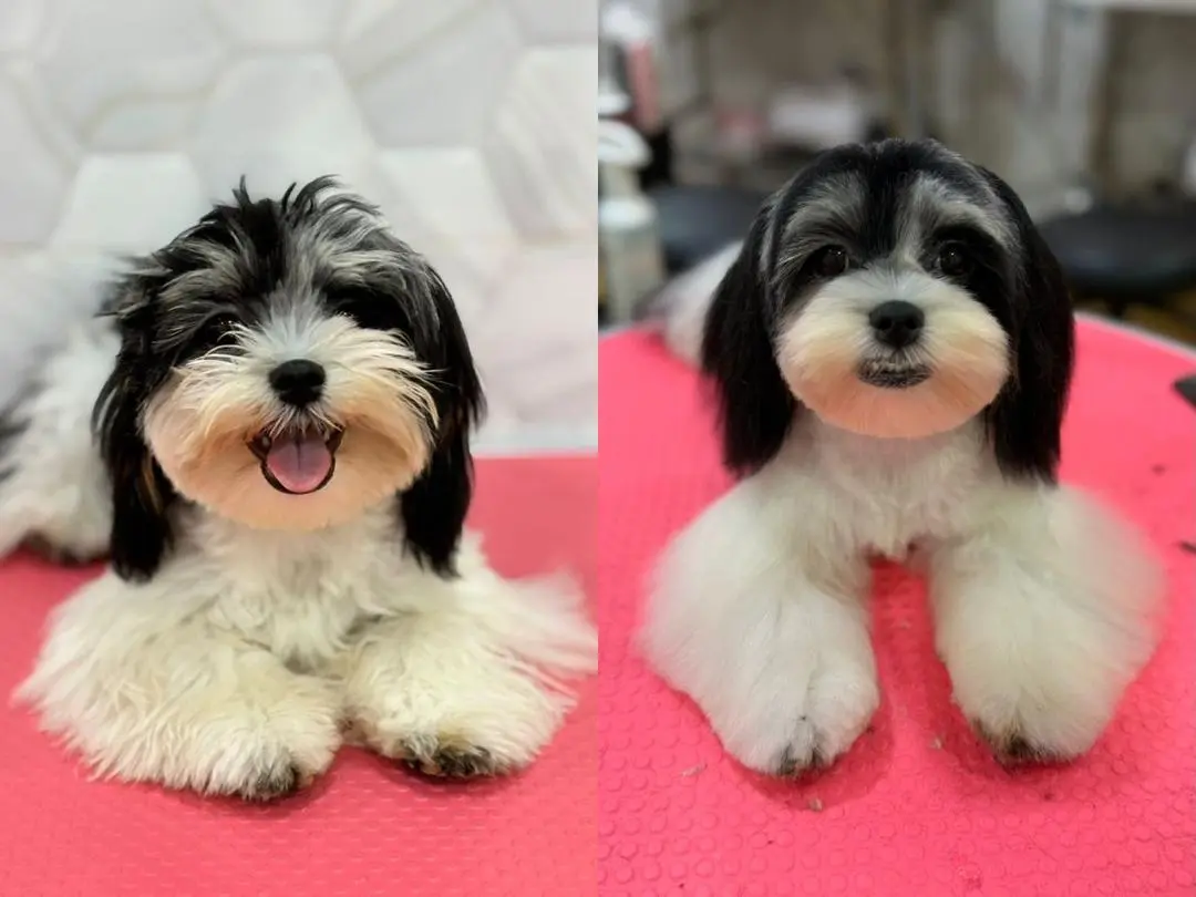 hairyhome-maluri-pet-real-grooming-result-1