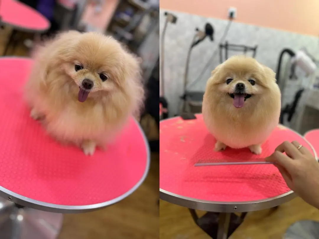 hairyhome-maluri-pet-real-grooming-result-2