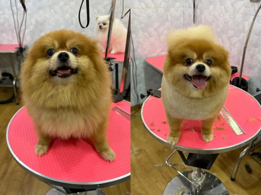 hairyhome-maluri-pet-real-grooming-result-3