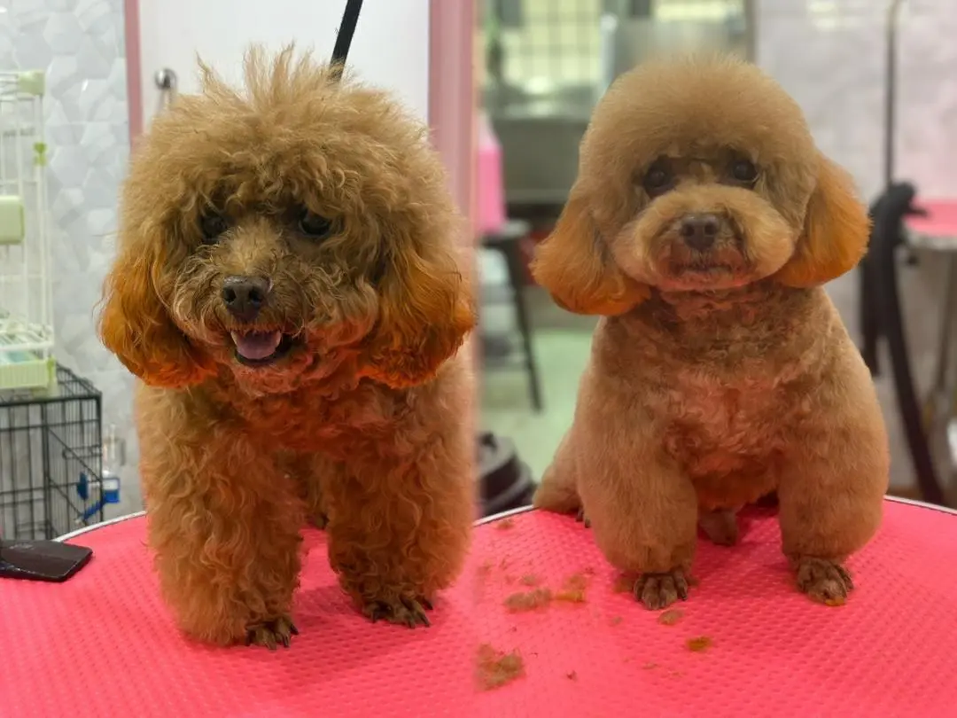 hairyhome-maluri-pet-real-grooming-result-4
