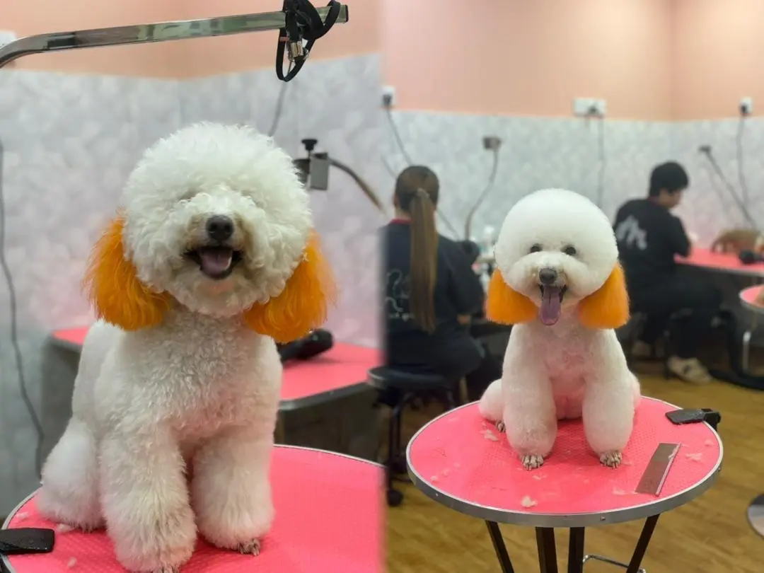 hairyhome-maluri-pet-real-grooming-result-5