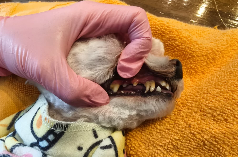 teeth brushing