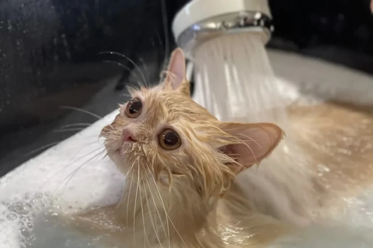 dog bath grooming Cheras