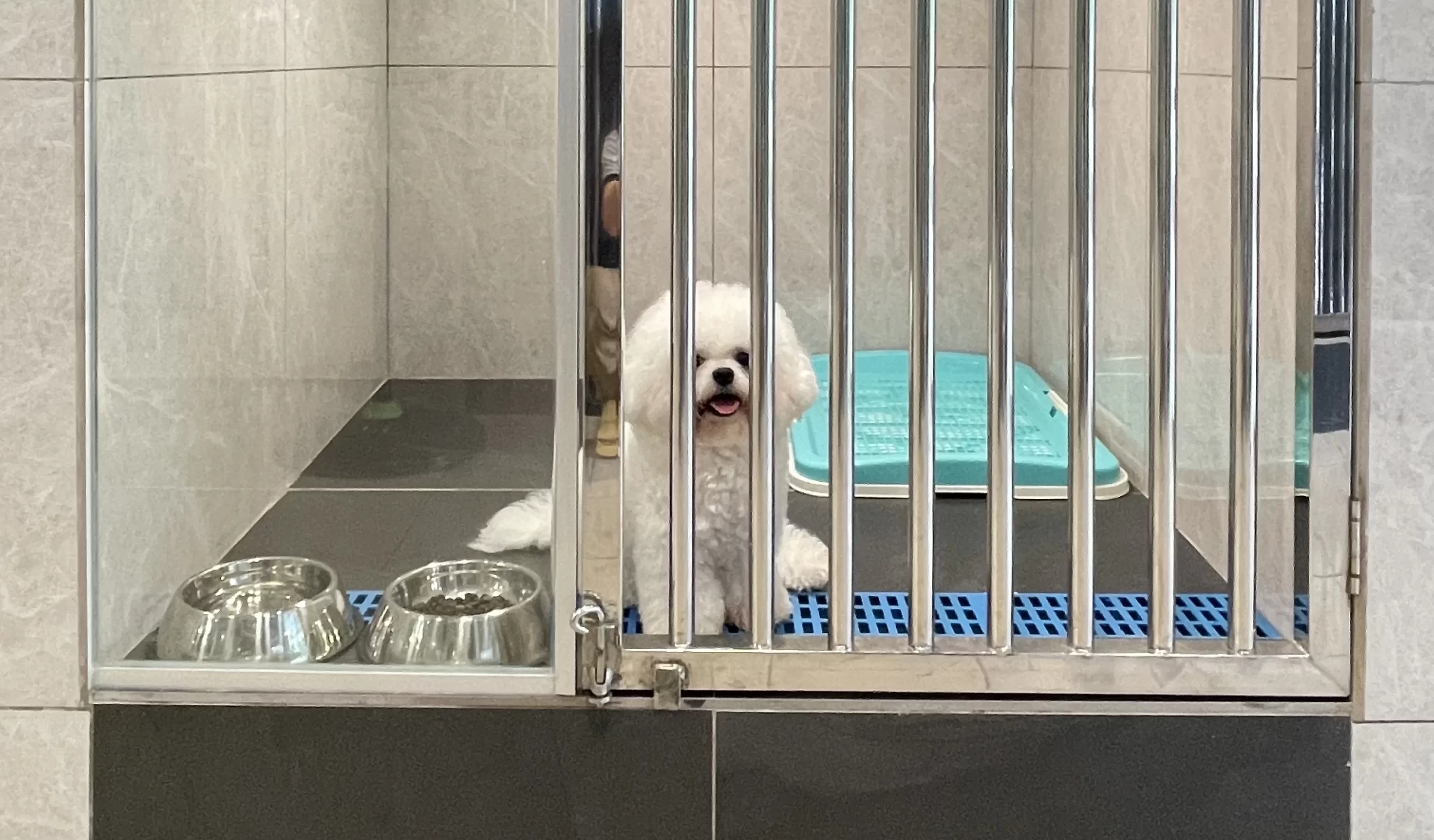pomeranian-dog pet boarding Cheras