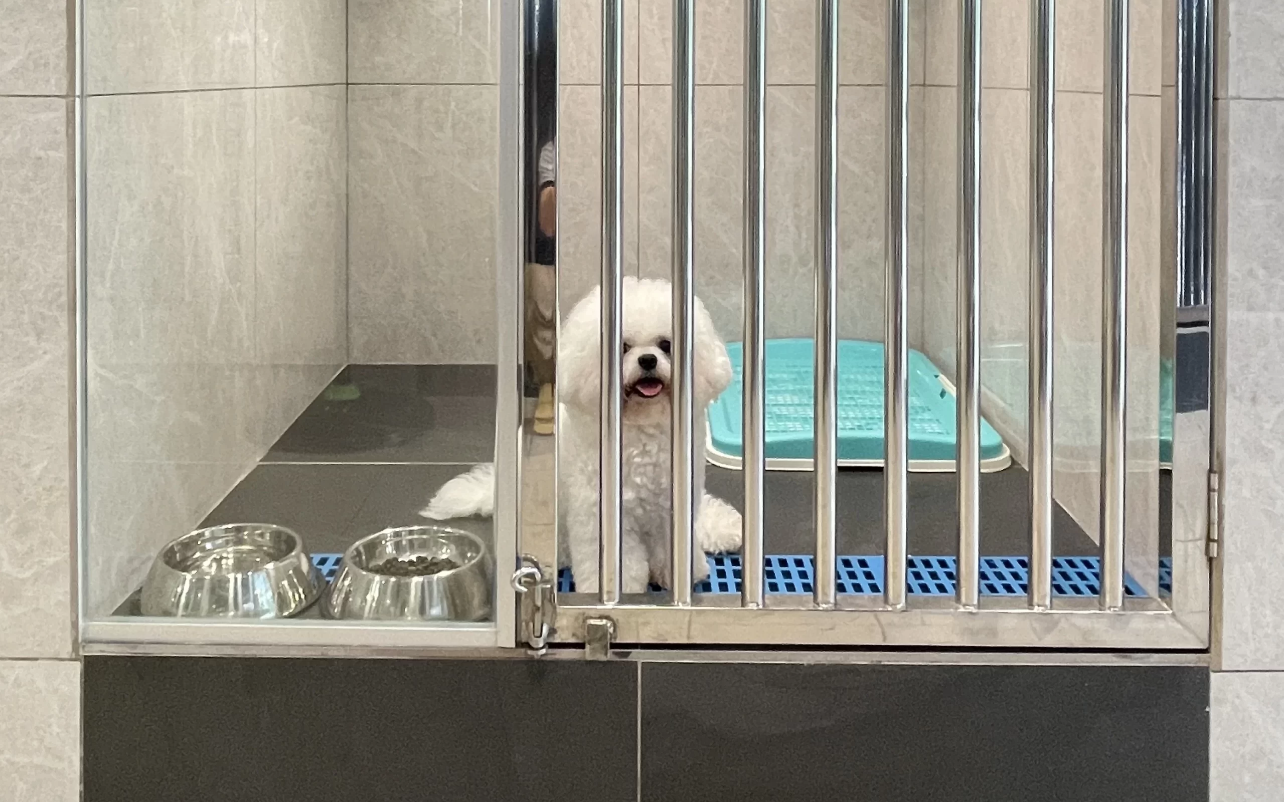 pomeranian-dog pet boarding Cheras