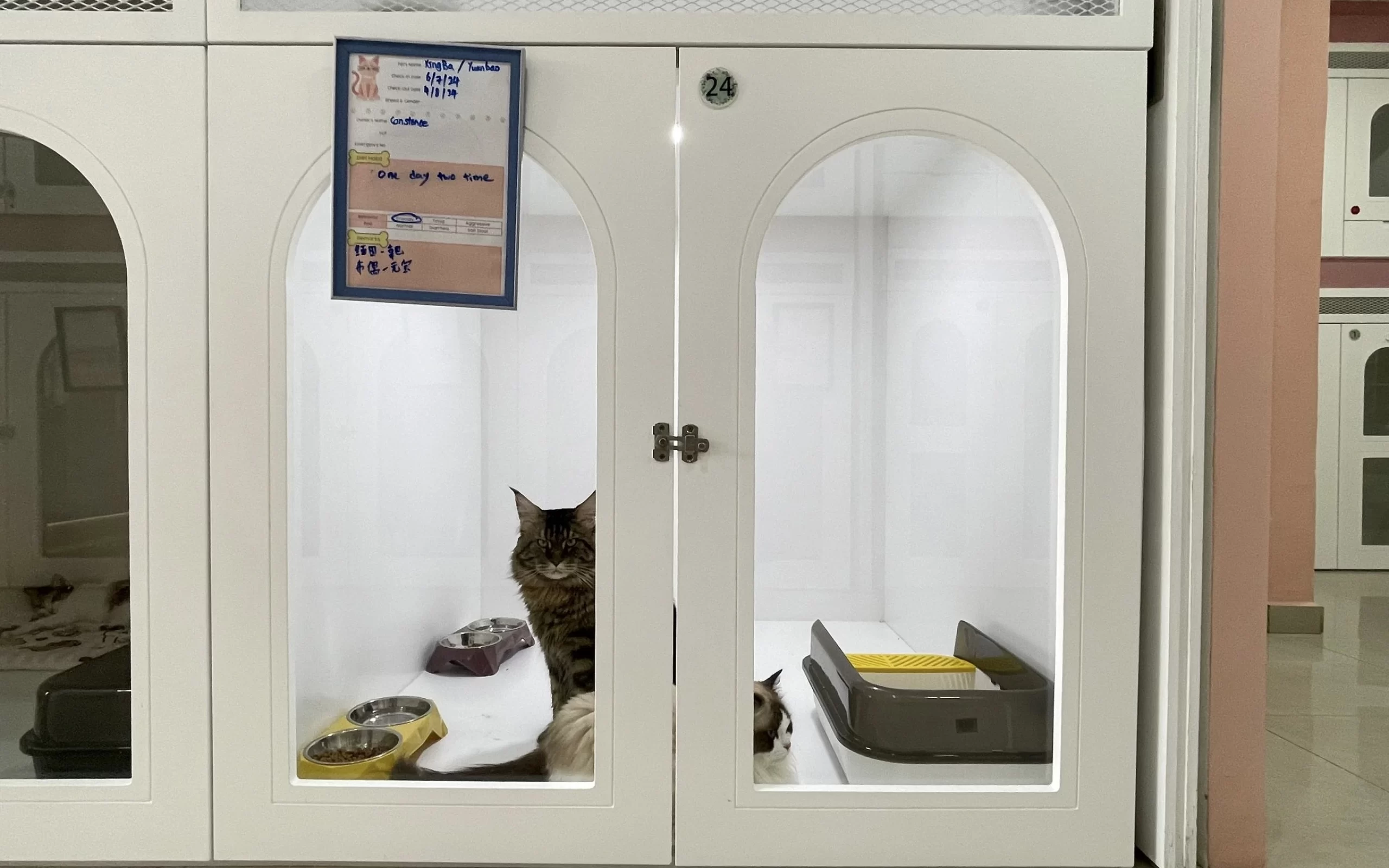 hairyhome-cat-boarding-hotel pet hotel in Cheras