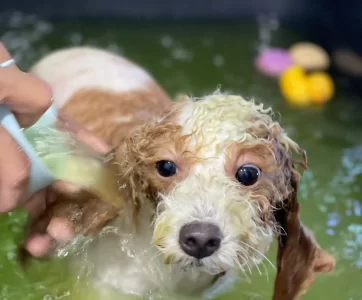 WhatsApp-Image-2025-04-28-at-13.42.58_a74d0859 (1) dog bath grooming service Kuala Lumpur