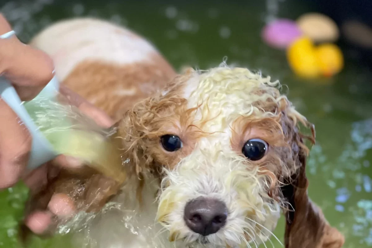dog bath grooming Cheras