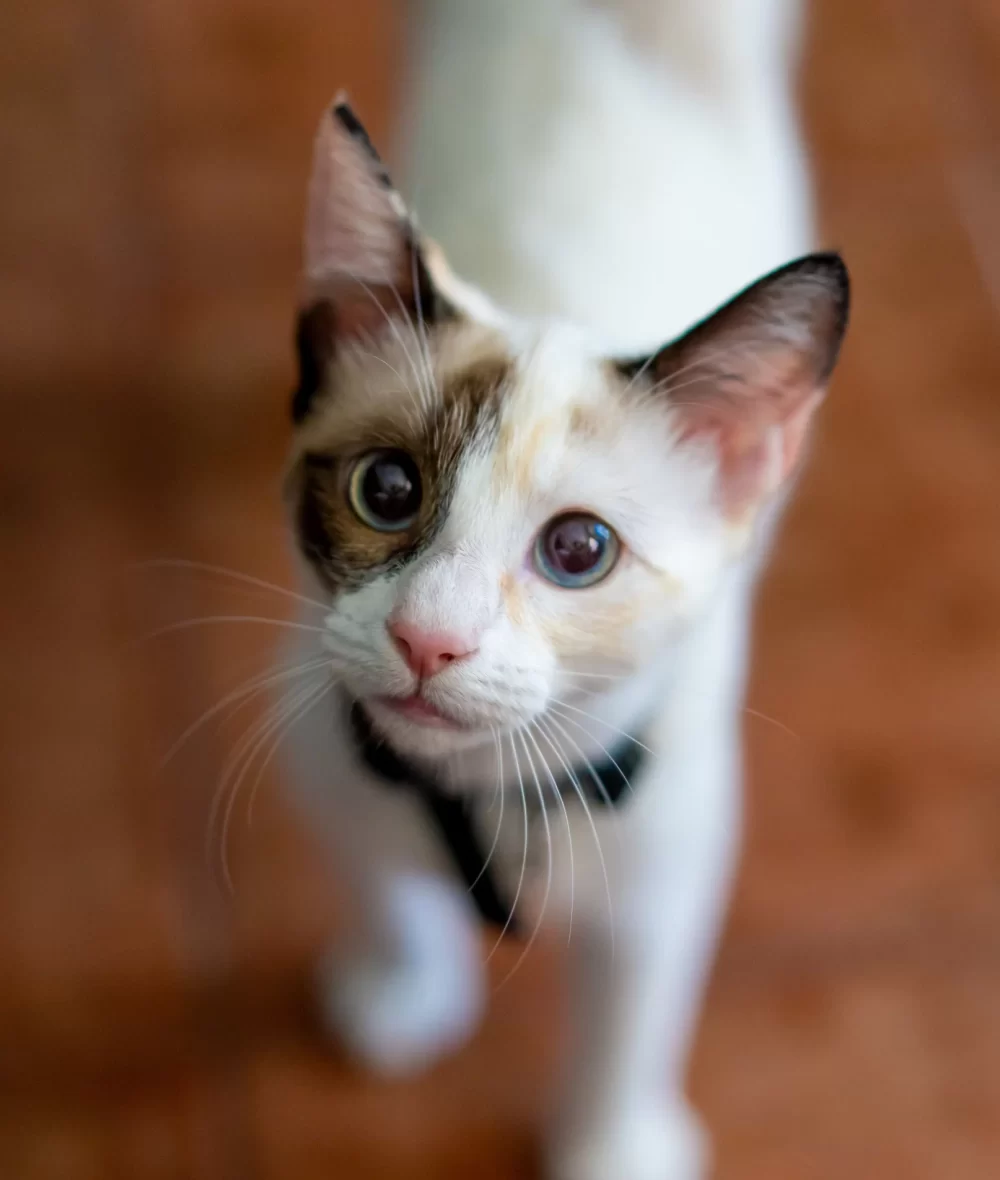 closeup-vertical-shot-cute-cat-daylight closeup vertical shot cute cat daylight