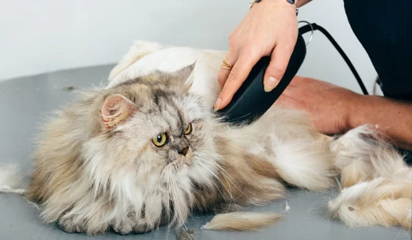 pet grooming Cheras