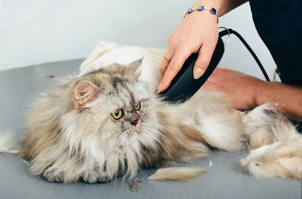 pet grooming Cheras
