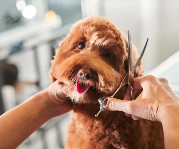 hero-grooming (1) dog bath grooming service Kuala Lumpur