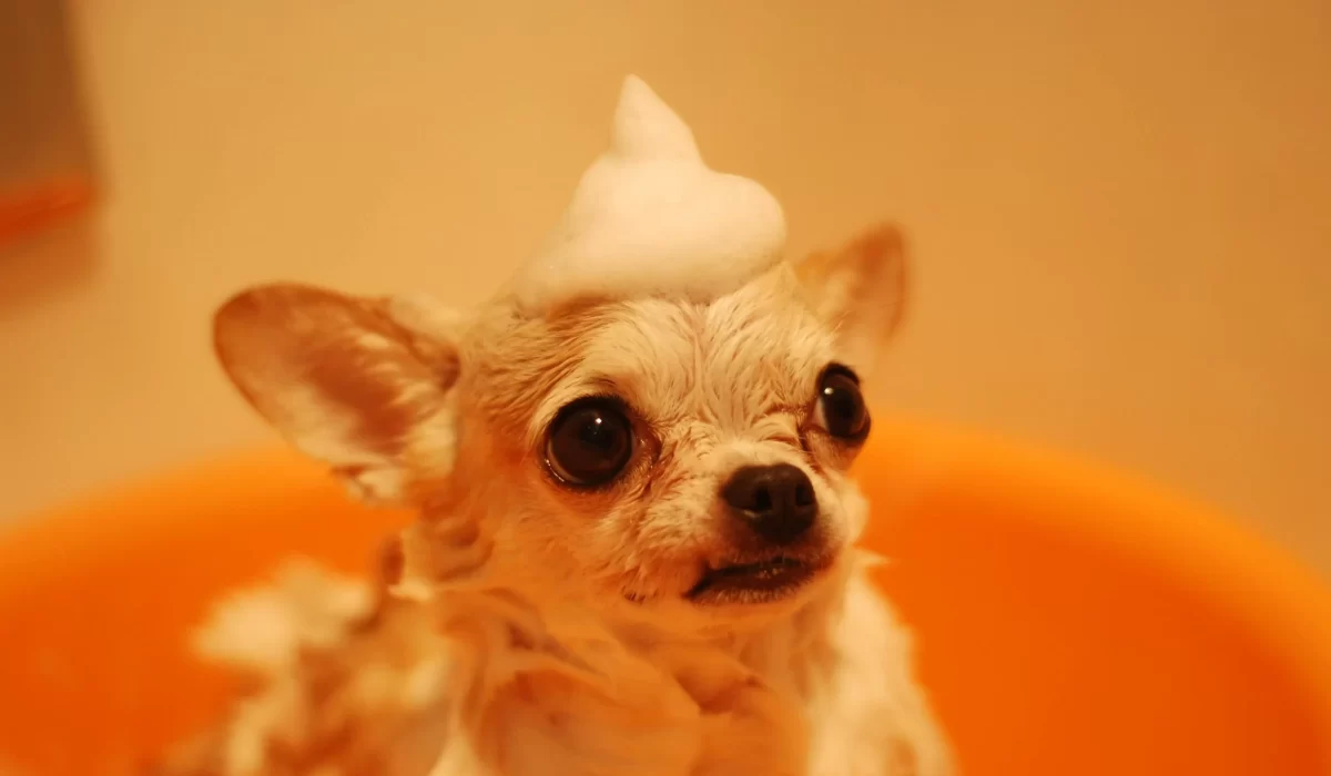 dog bath grooming Cheras