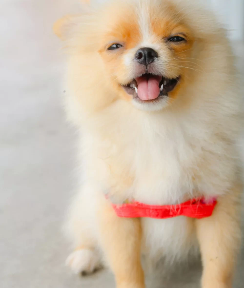 pomeranian-dog Pomeranian Dog