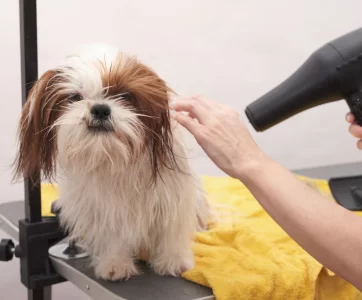 wet-shitzu-dog-drying-after-bath dog bath grooming service Kuala Lumpur